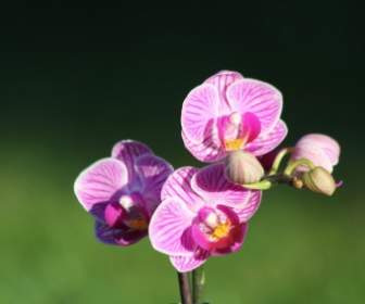 Roxo Da Flor Da Orquídea