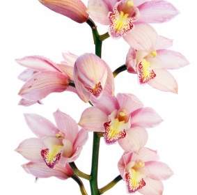 Planta De Orquídea, Flores