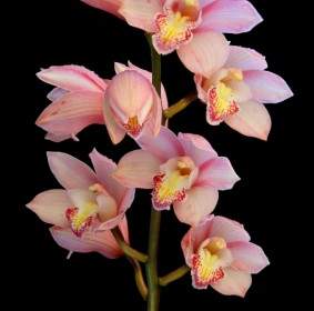 Orchidee Blüht Pflanze
