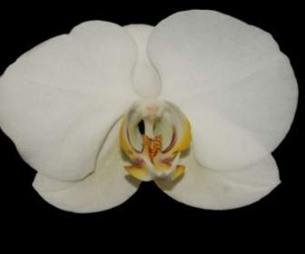 Orquídea En Negro