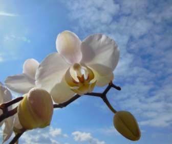 Phalaenopsis Orchidées Fleurissent L'été