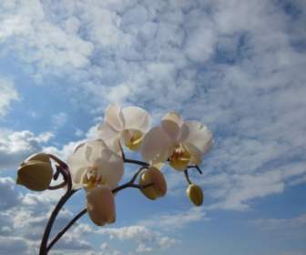 زهرة الأوركيد Phalaenopsis