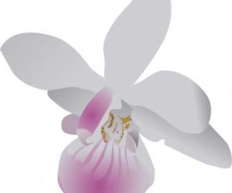 Orchidea Clipart