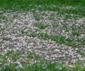Ordinary Rosskastanie Flowers Grass