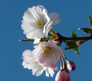 觀賞櫻桃芽花