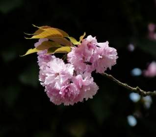 Dekorative Kirsche Kirschblüte Japanische Kirschbäume