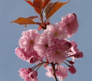 Ornamental Cherry Flowering Twig Bud