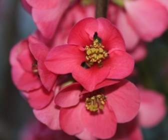Macro Flor Vermelho Cereja Ornamental