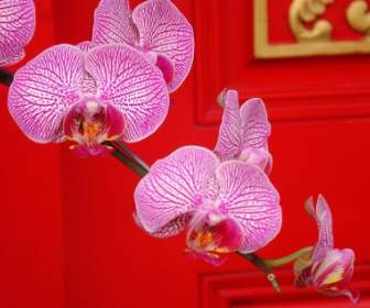 Ornate Orchids Wallpaper Flowers Nature