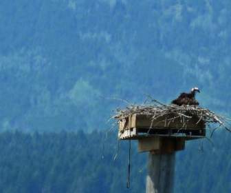 Osprey Bird Nature