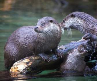 Otter Hewan Peliharaan Alam