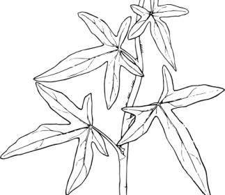 Outline Ivy Plant Clip Art