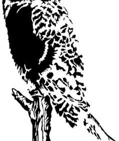 Owl On Branch Clip Art