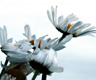 วัวตาธรรมชาติดอกไม้ Daisys