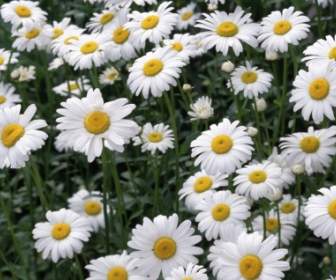 Oxeye Daisies Wallpaper Flowers Nature