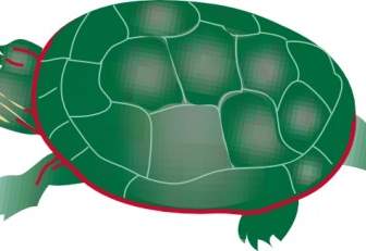 Malowane żółw Clipart