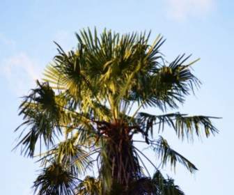 Palm Và Bầu Trời