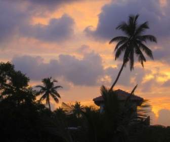 Palm Malam Cahaya Matahari Terbenam