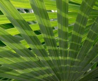 Palm Fronds Palm Leaf Plant