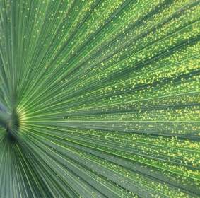 Palm Leaf Plant Green