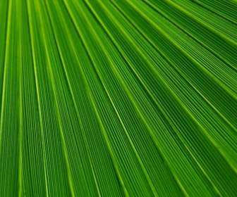 Palm Blatt Textur