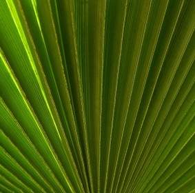 Palm Leaf Tree