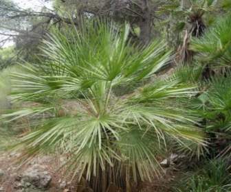 Palm экзотических растений