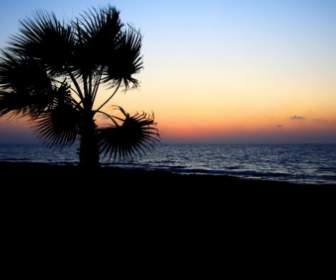 椰子の木と夕焼けの海