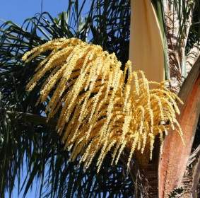 Palm Tree Blossom