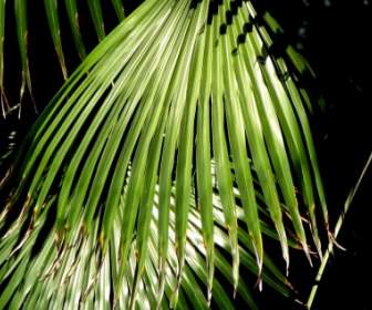 棕櫚樹植物