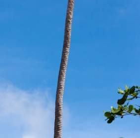 Palm Tree Trunk