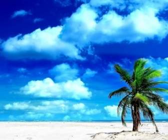 Palm Tree Wallpaper Plages Nature