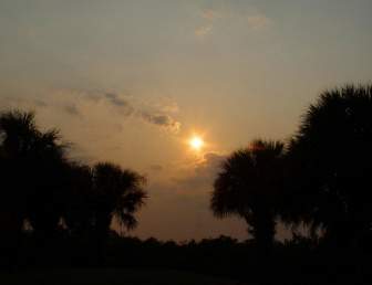 Palm Pohon Sunset