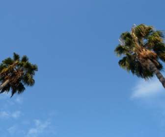 棕櫚樹樹天空
