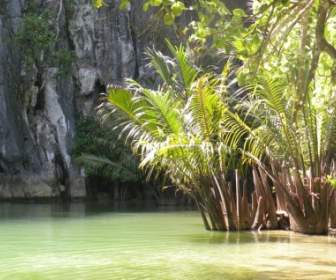 Пальмы пальмовое дерево пещера