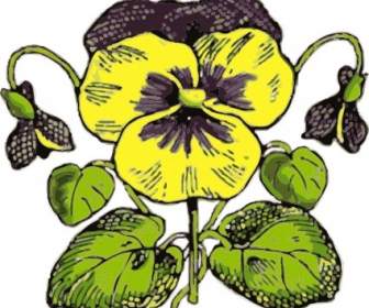 Pansy Clipart