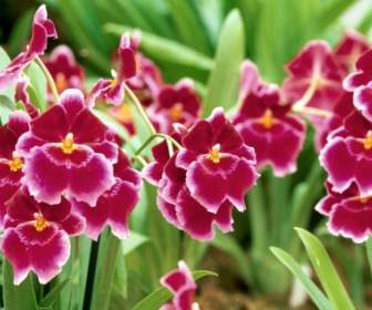 Pansy Orchid Wallpaper Flowers Nature
