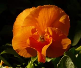 Pansy Orange Violet