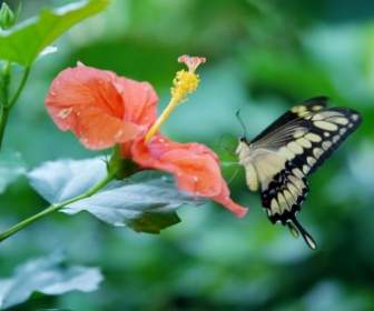 Papilio Cresphontes Farfalla Animale