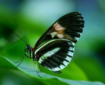 فراشة Papilio رومانزوفيا.