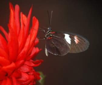 Papilio Rumanzovia Farfalla