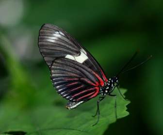 제비 Rumanzovia 나비 동물