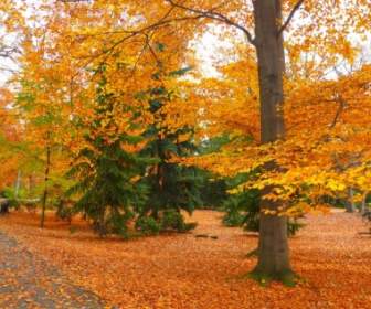 Parco Giardino D'autunno