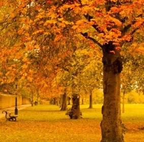 在黄色秋天的公园