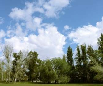 公園樹木天空