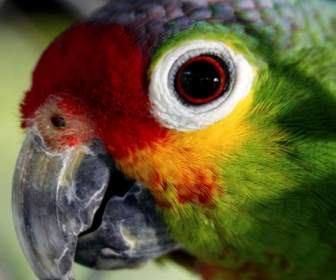 Parrot Ave Captivity