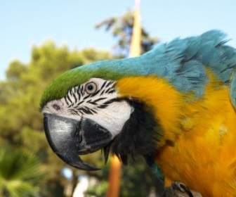 Vogel Papagei Ara