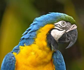 Papuga Ptak żółty