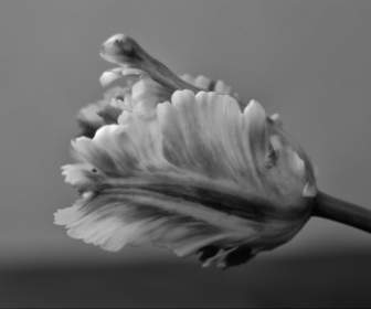 นกแก้วทิวลิปดอกทิวลิปดอกไม้