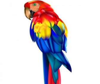 Parrot Vector